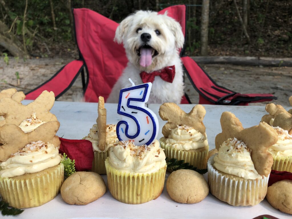 A dog sitting in front of some cupcakes