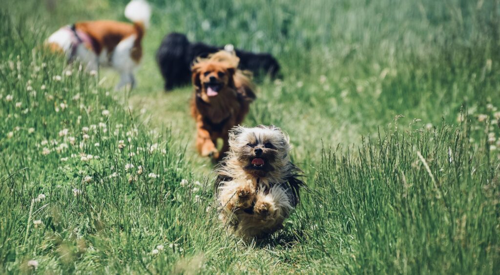 A group of dogs running in the grass.