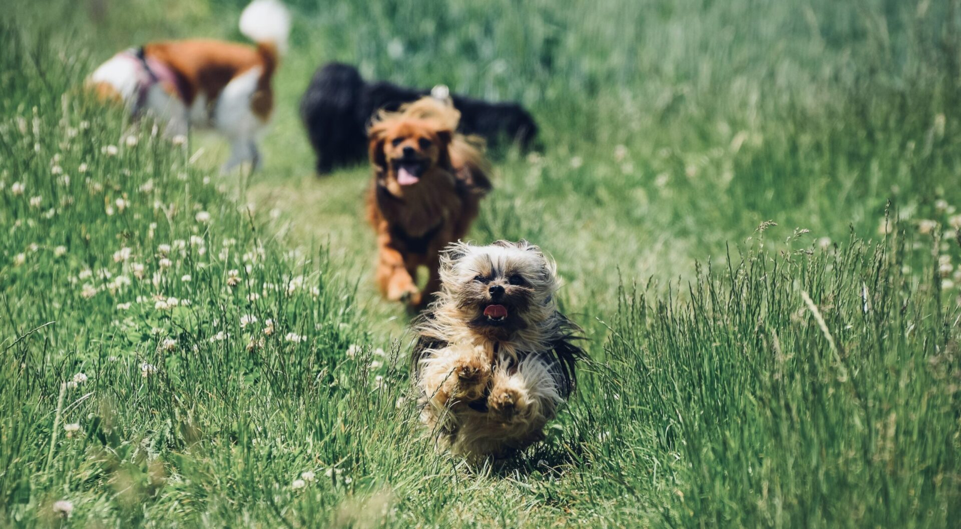 A group of dogs running in the grass.