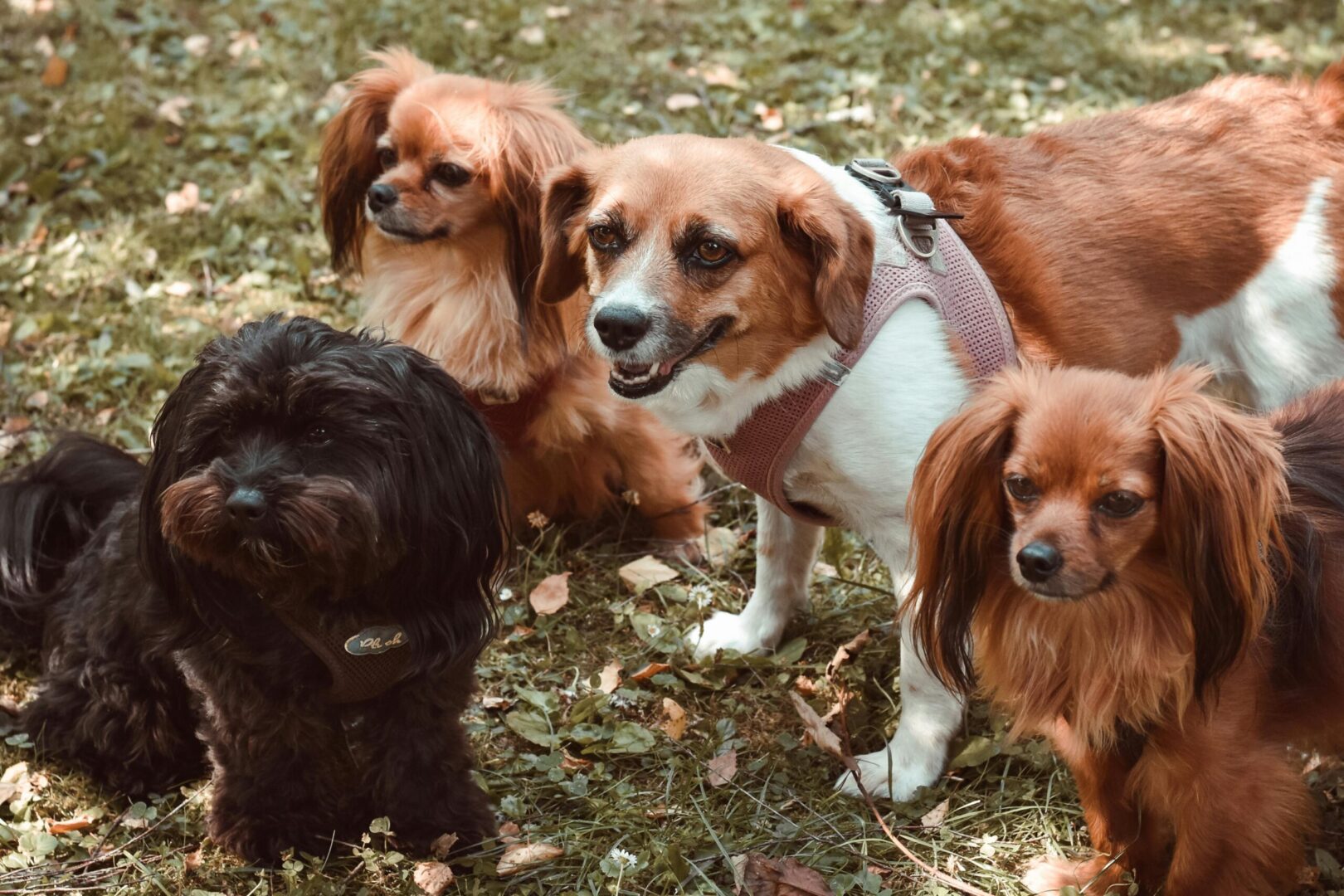 A group of dogs sitting in the grass.