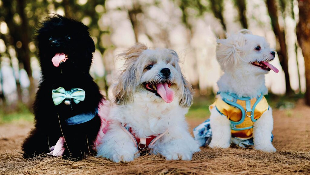 Three dogs sitting on the ground with their mouths open.