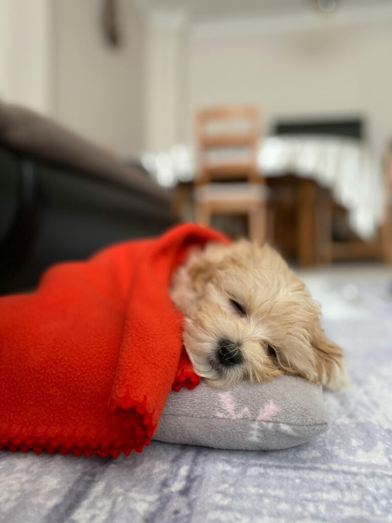 A small dog is laying on the floor