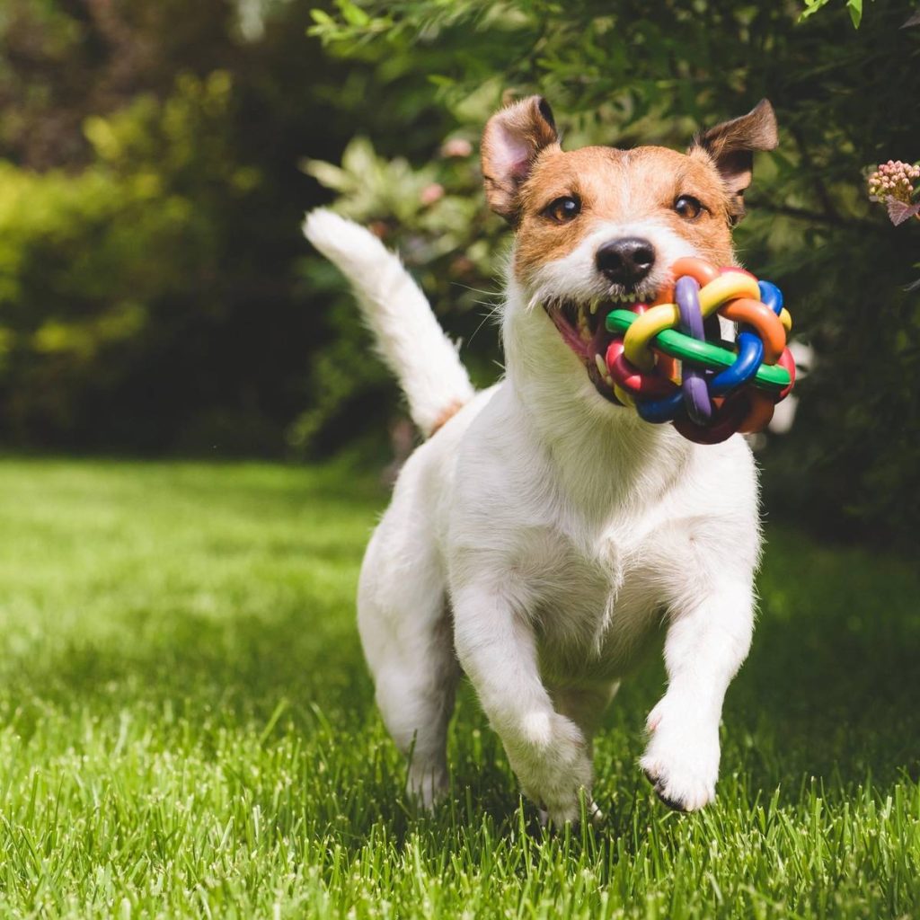 A dog running in the grass with a toy.