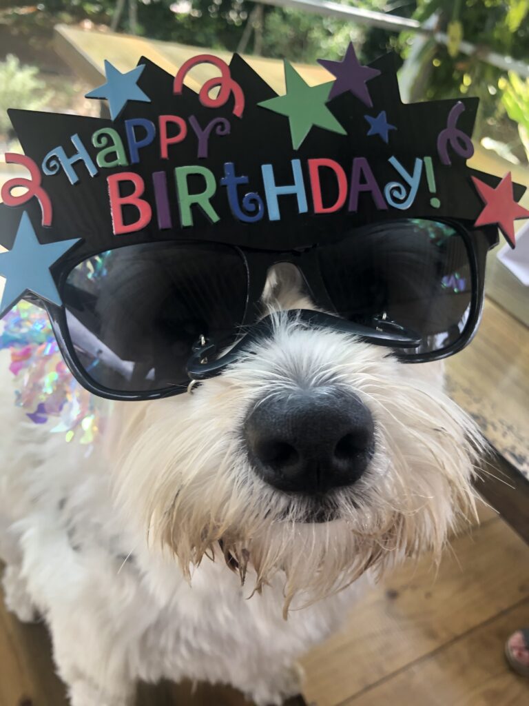 A dog wearing sunglasses with happy birthday written on it.