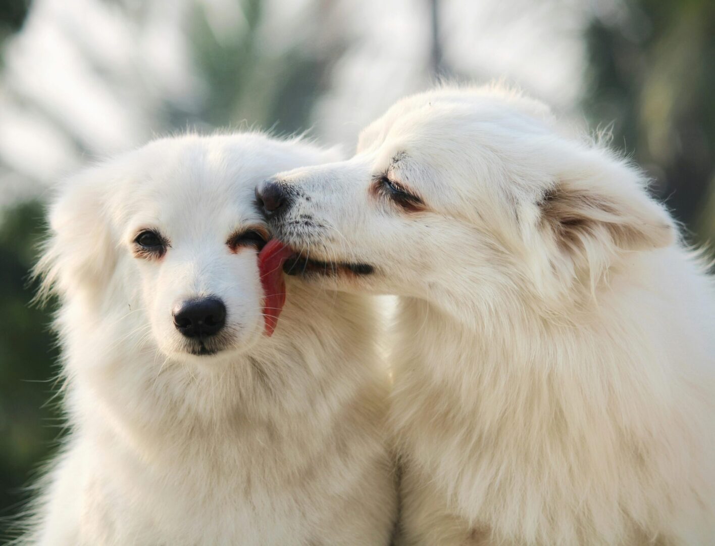 Two white dogs are playing with each other.