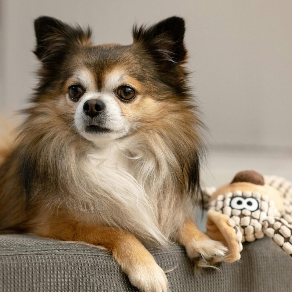 A dog sitting on top of a couch next to a toy.